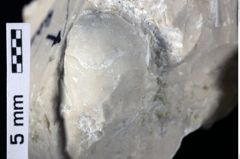 Foto (Detailansicht) von Decapoda indet. (NHMW-GEO-1990-0041-0426)